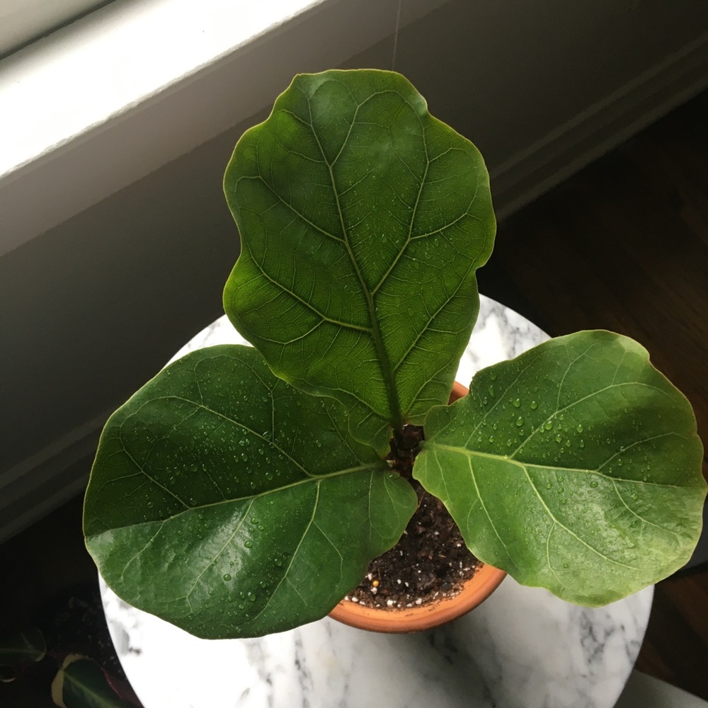Mini Fiddle leaf Ficus plant